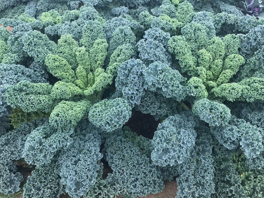 Organic Kale Arun - West Coast Seeds