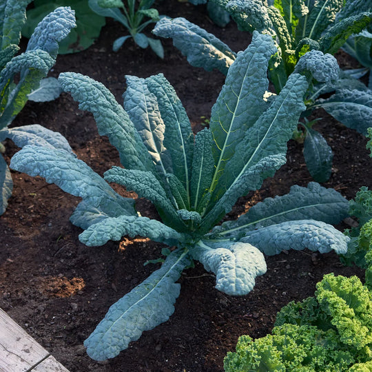 Kale Lacinato - Burpee Seeds