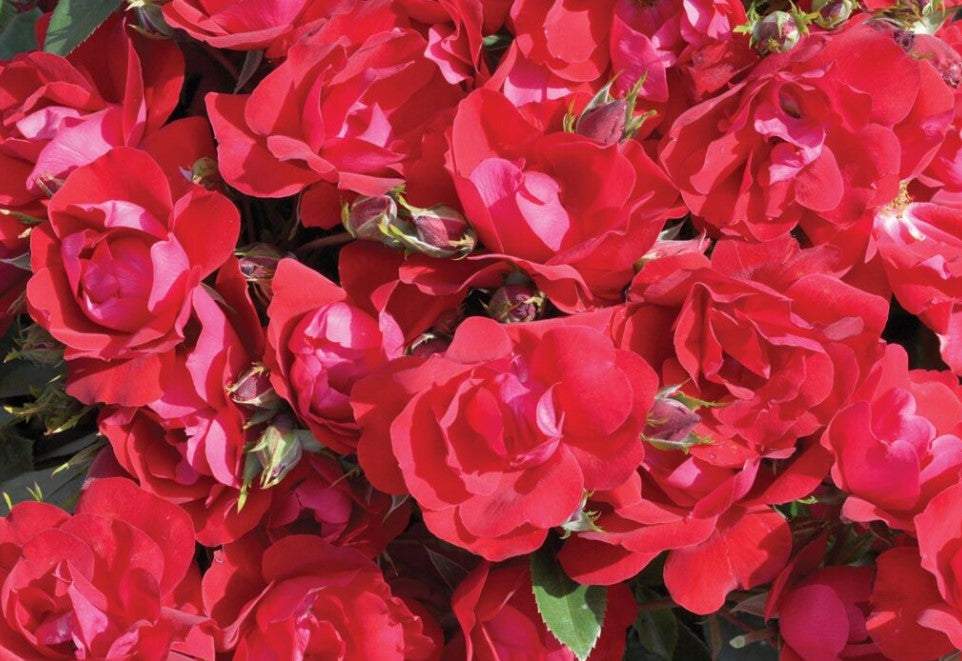 Kolorscape® Kardinal™ - Kordes® Roses