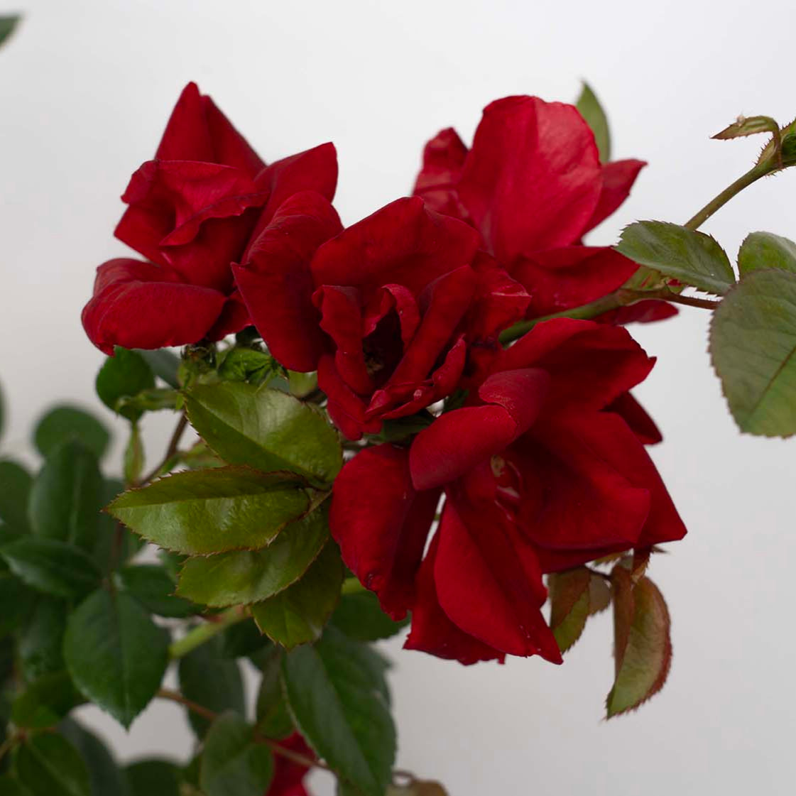 Kolorscape® Kardinal™ - Kordes® Roses – Wildwood Outdoor Living