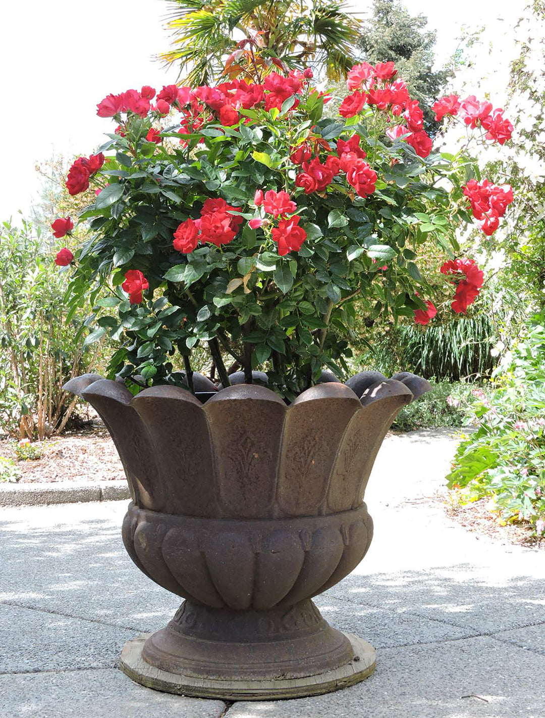 Kolorscape® Kardinal™ - Kordes® Roses