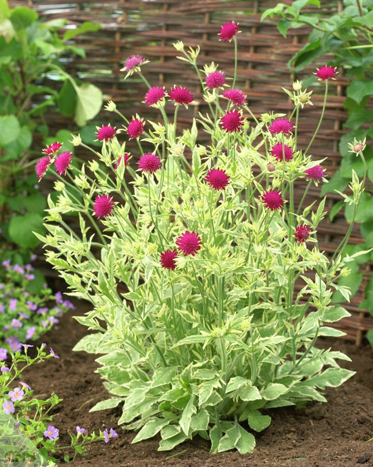 Knautia - Thunder and Lightning, 1 Pack
