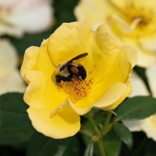 Easy Bee-zy Knock Out - Star Roses and Plants