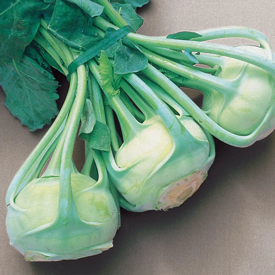 Kohlrabi Early White Vienna - Burpee Seeds