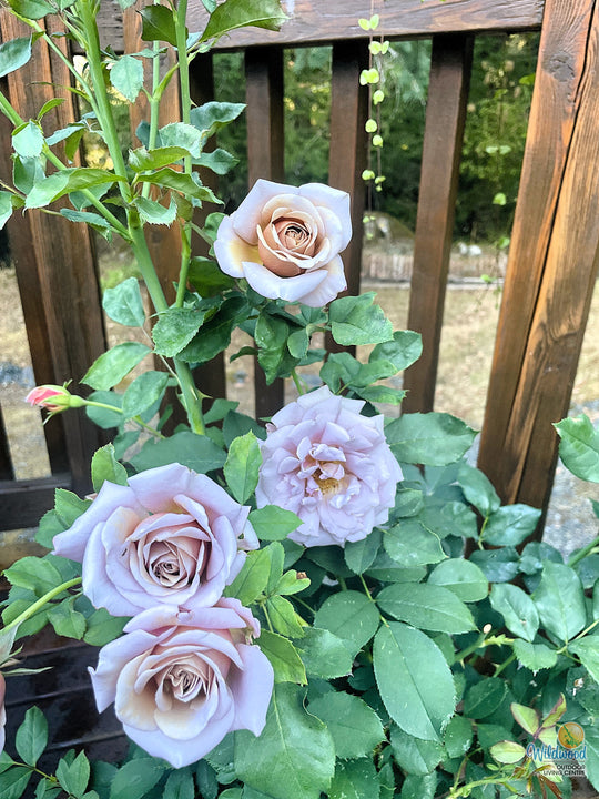 Koko Loko - Weeks Rose
