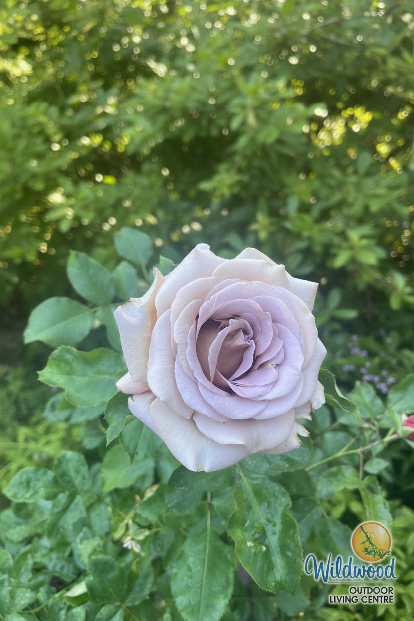 Koko Loko - Weeks Rose