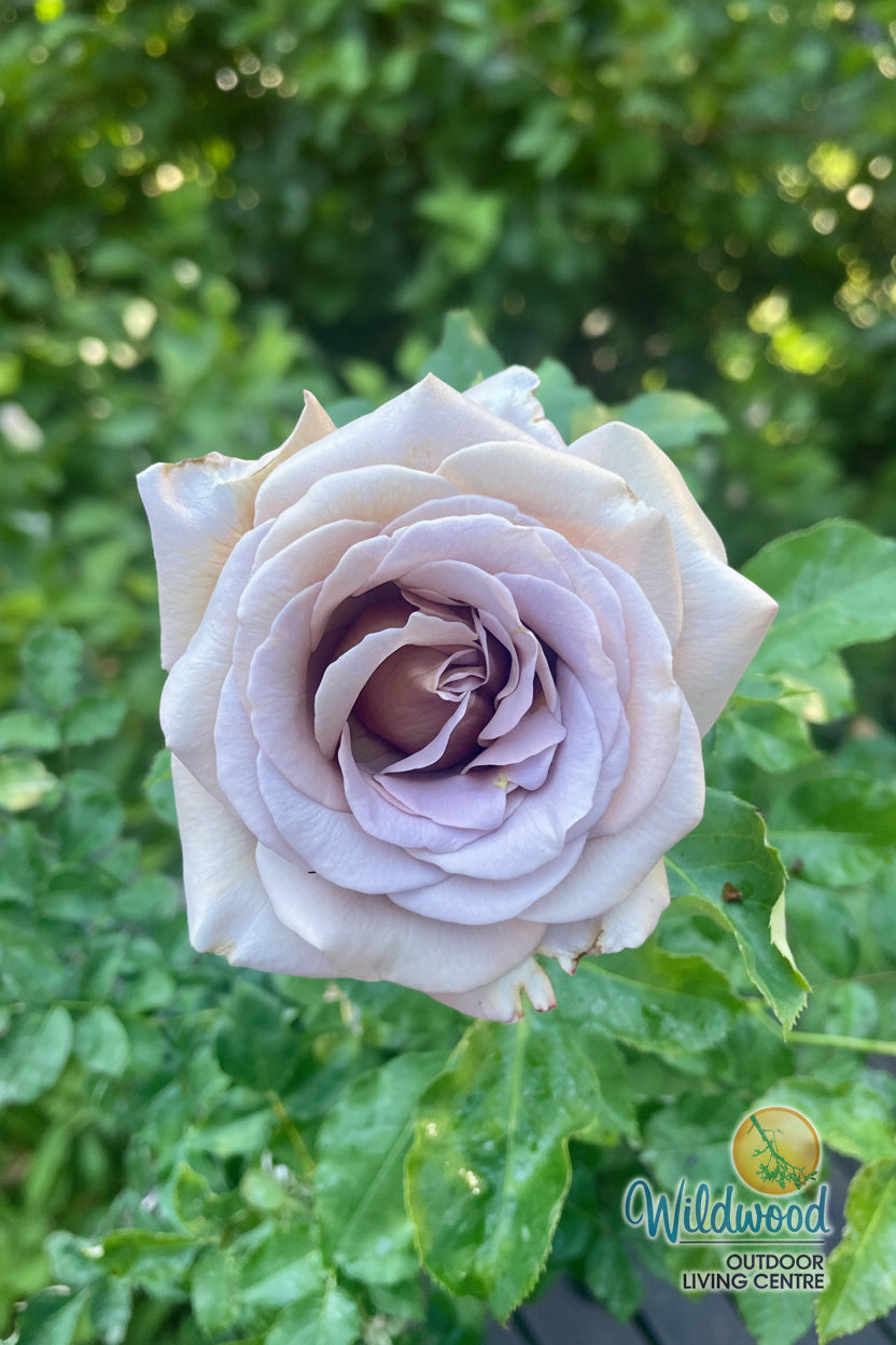 Koko Loko - Weeks Rose