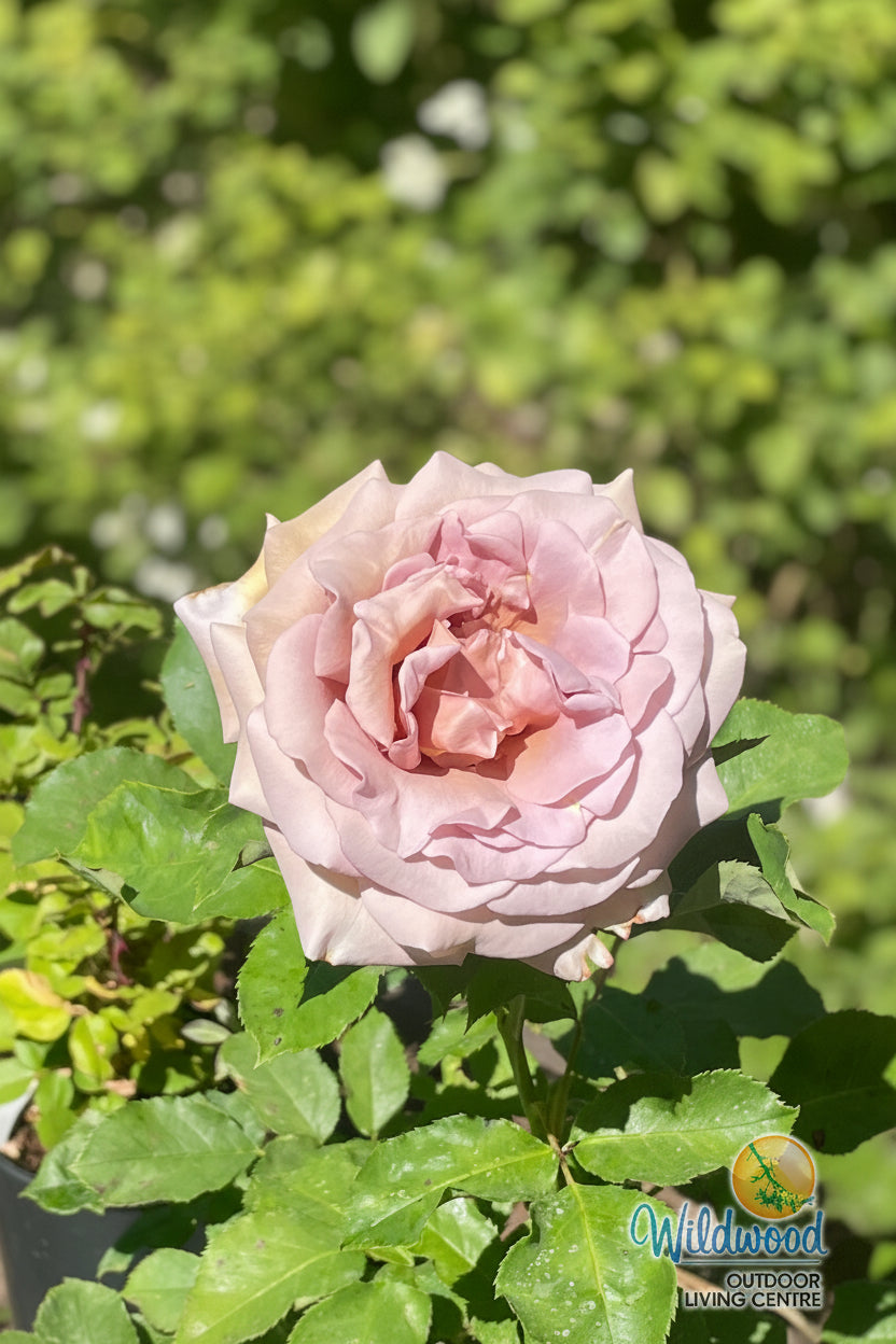 Koko Loko - Weeks Rose