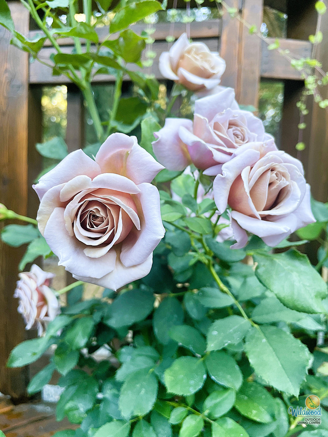 Koko Loko - Weeks Rose