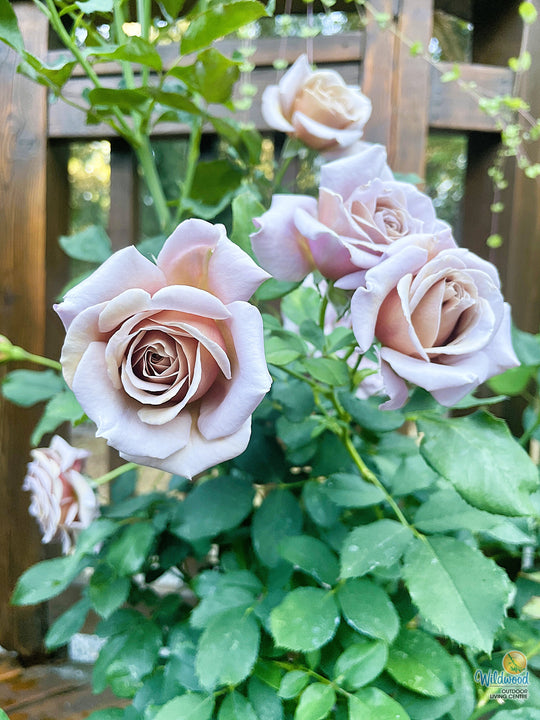 Koko Loko - Weeks Rose