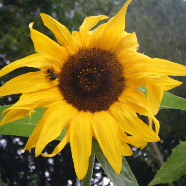 Sunflower Kong - Pacific Northwest Seeds