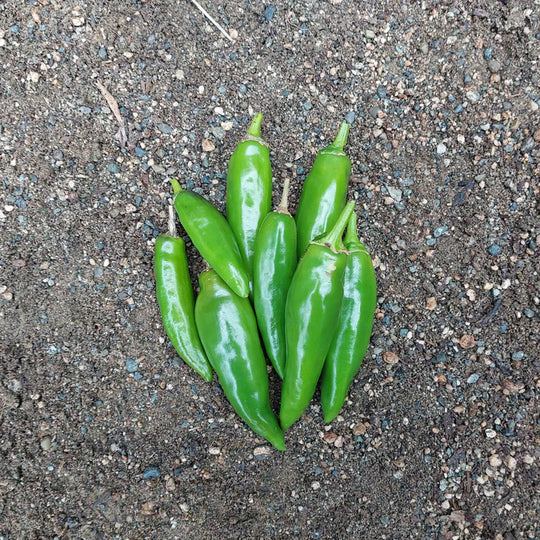 Korean Dark Green Hot Pepper - Eagleridge Seeds