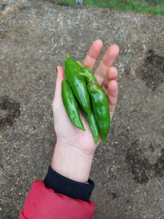 Korean Dark Green Hot Pepper - Eagleridge Seeds