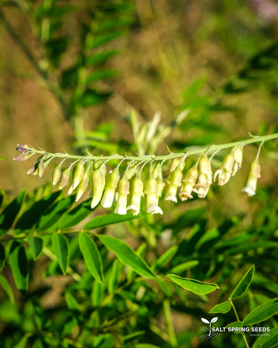 Ku-Shen (Sophora flavescens) - Salt Spring Seeds