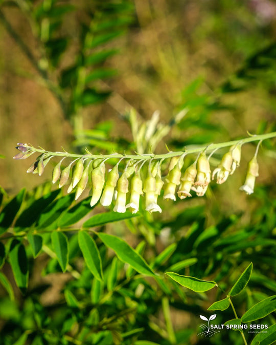 Ku-Shen (Sophora flavescens) - Salt Spring Seeds