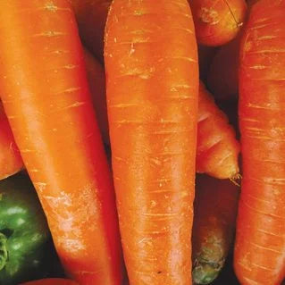 Carrot Kuroda International - Aimers Seeds