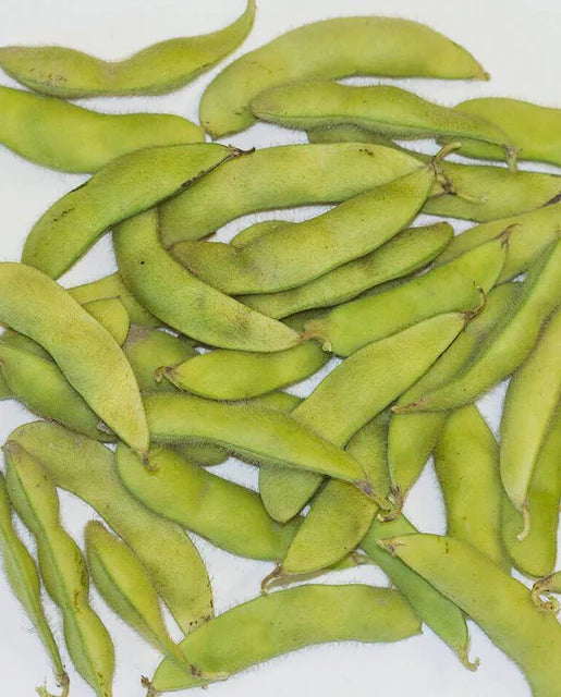 Bean Kuroshinju Edamame Bulk - West Coast Seeds