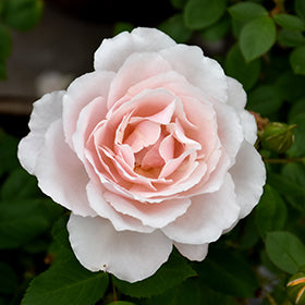 Belinda's Blush - Weeks Rose