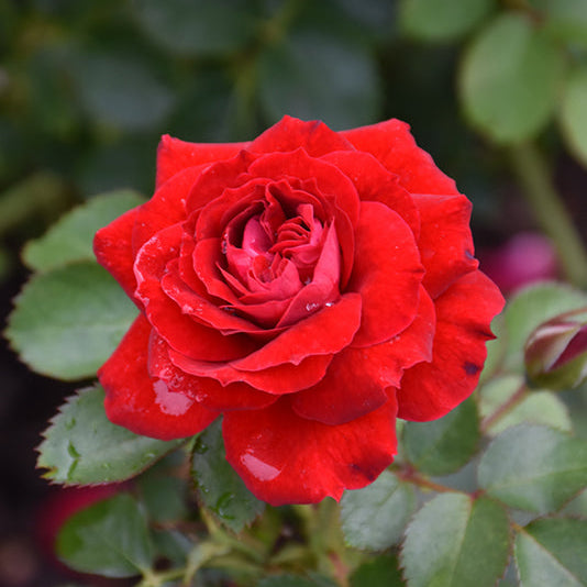 Cold Hardy Roses | The Best Roses for Canadian Cold Climates – Wildwood ...