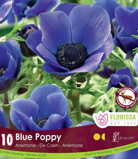 Anemone - De Caen Blue Poppy, 10 Pack