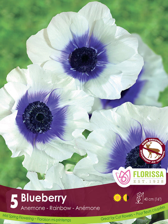 Anemone - Blueberry, 5 Pack