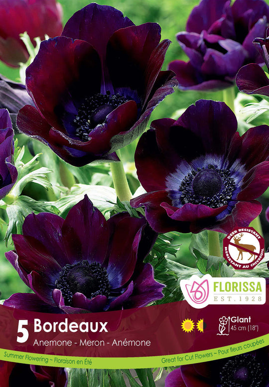 Anemone - Bordeaux, 5 Pack