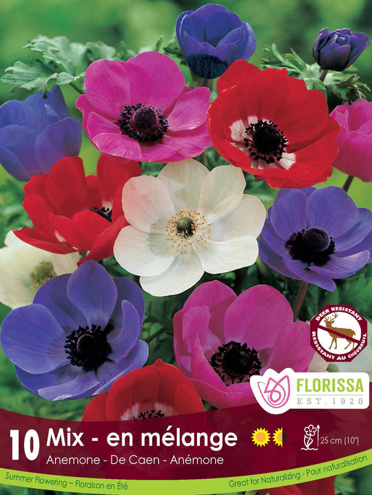 Anemone - De Caen Gem Mix, 10 Pack