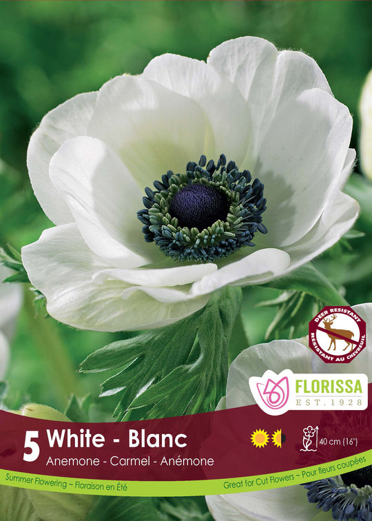 Anemone - White, 5 Pack