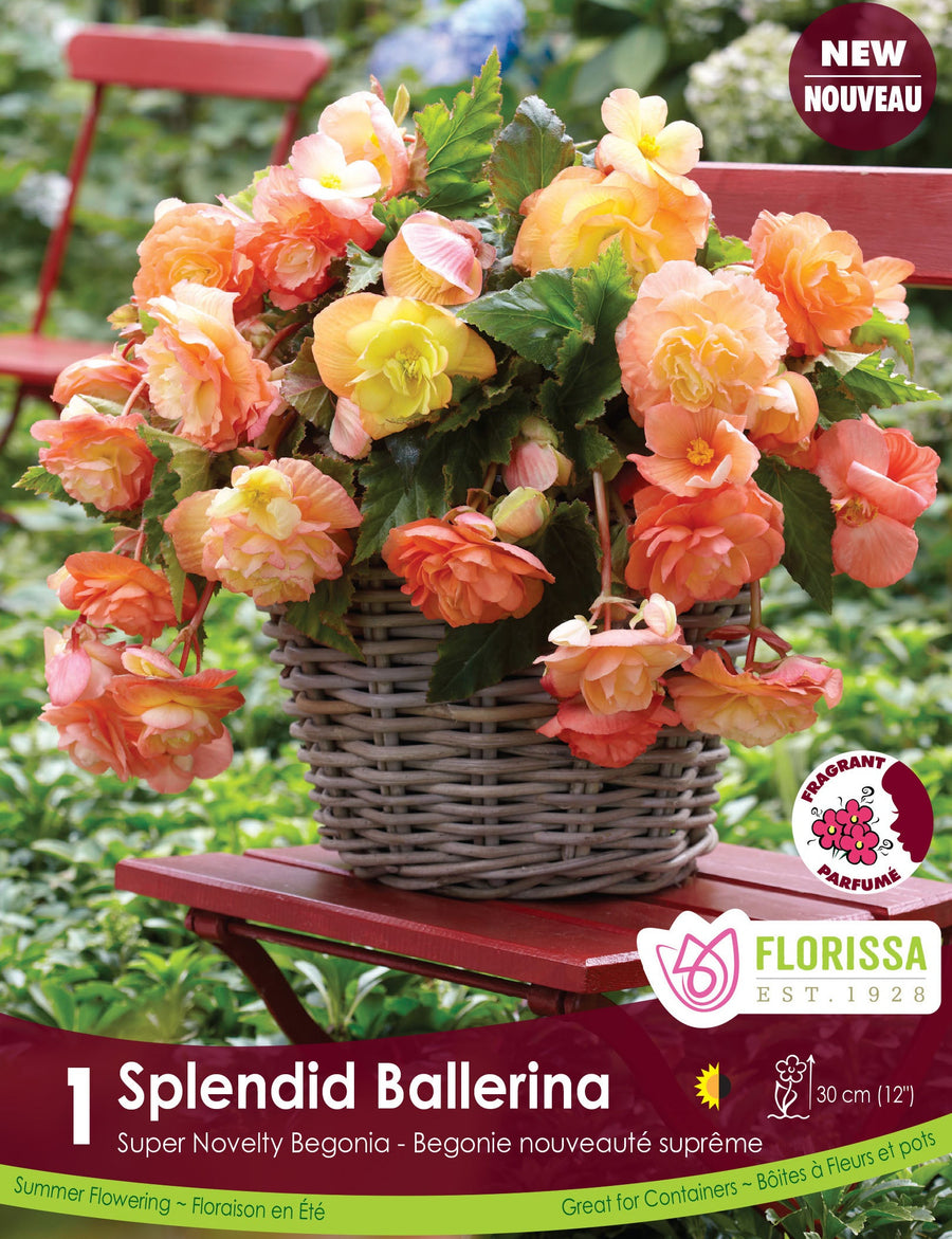 Begonia - Super Novelty Splendid Ballerina