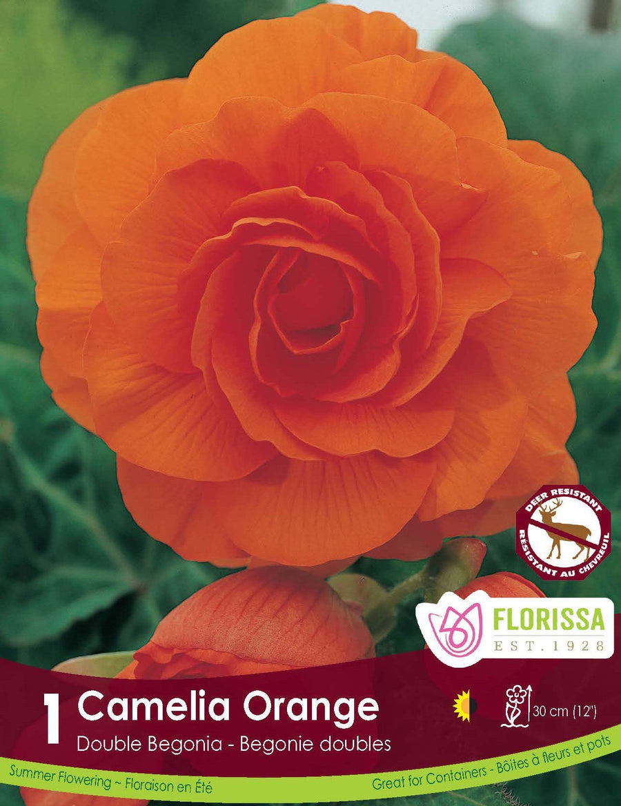 Double Begonia - Camelia Orange