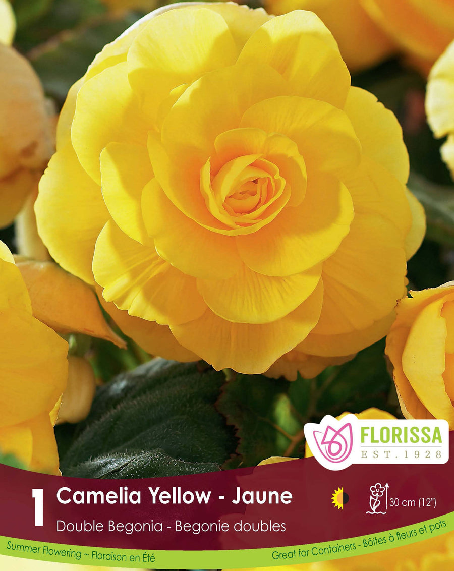 Double Begonia - Camelia Yellow
