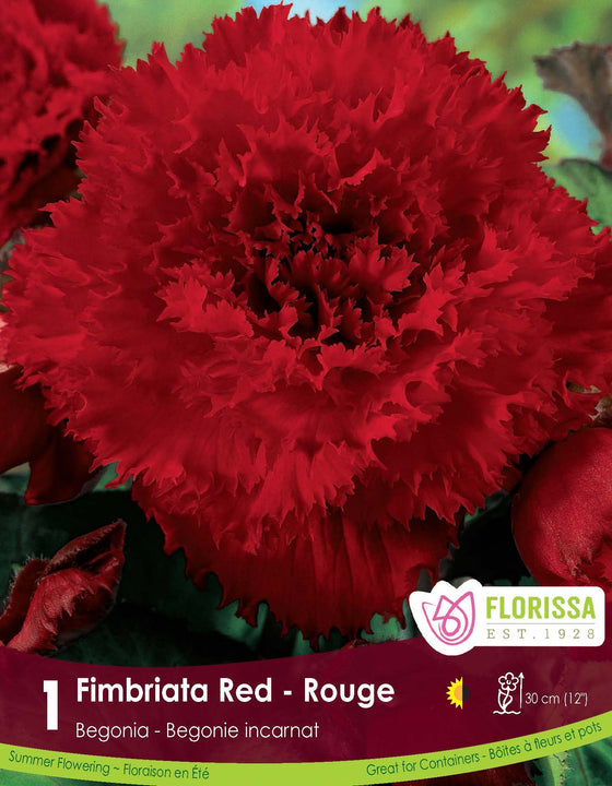 Begonia - Fimbriata Red