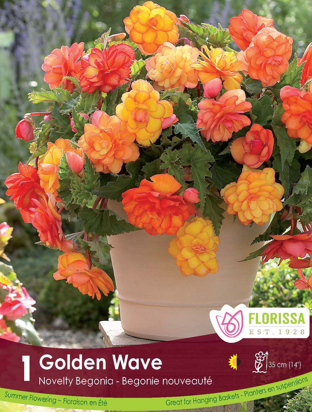 Begonia - Super Novelty Golden Wave