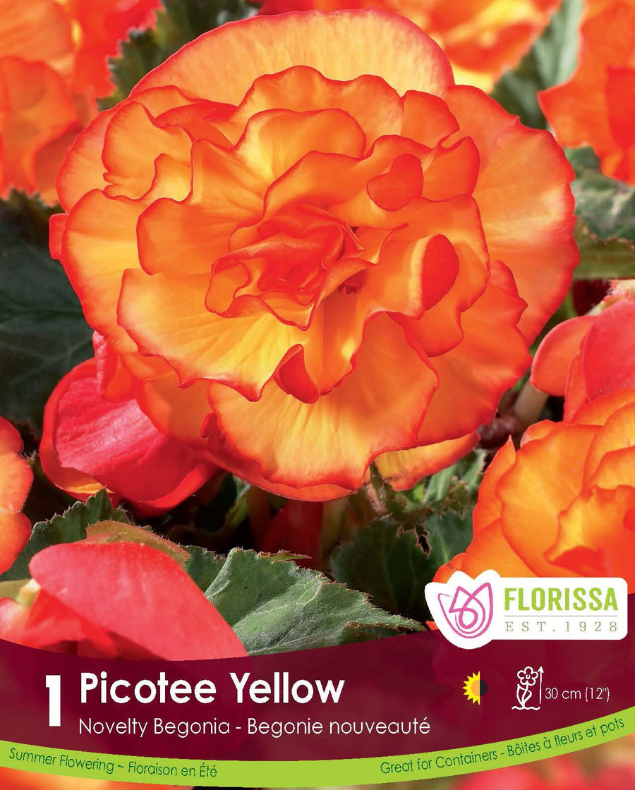 Begonia - Novelty Picotee Yellow