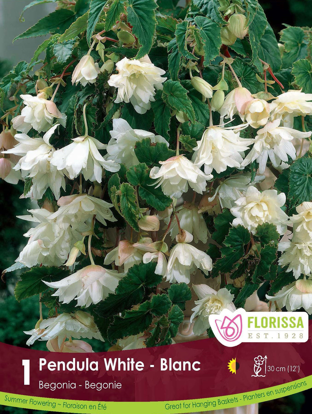 Begonia - Pendula White