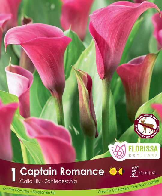 Calla Lily - Captain Romance
