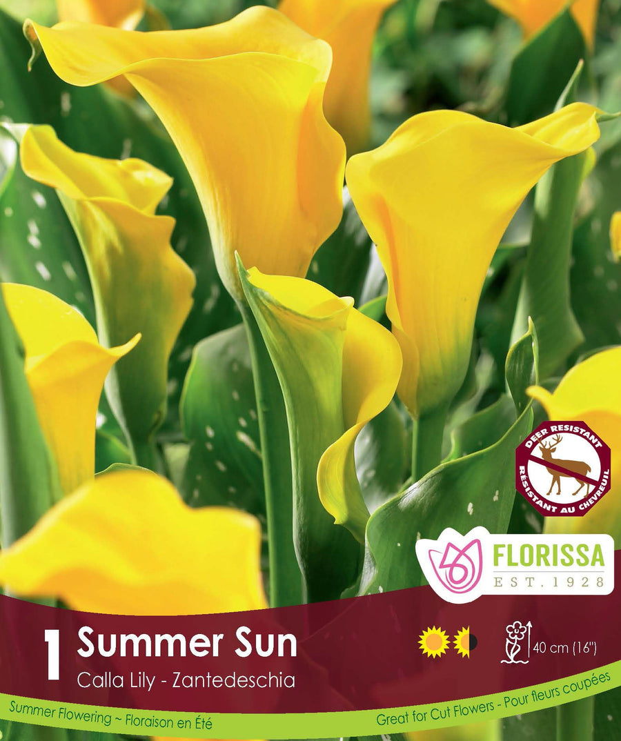 Calla Lily - Summer Sun