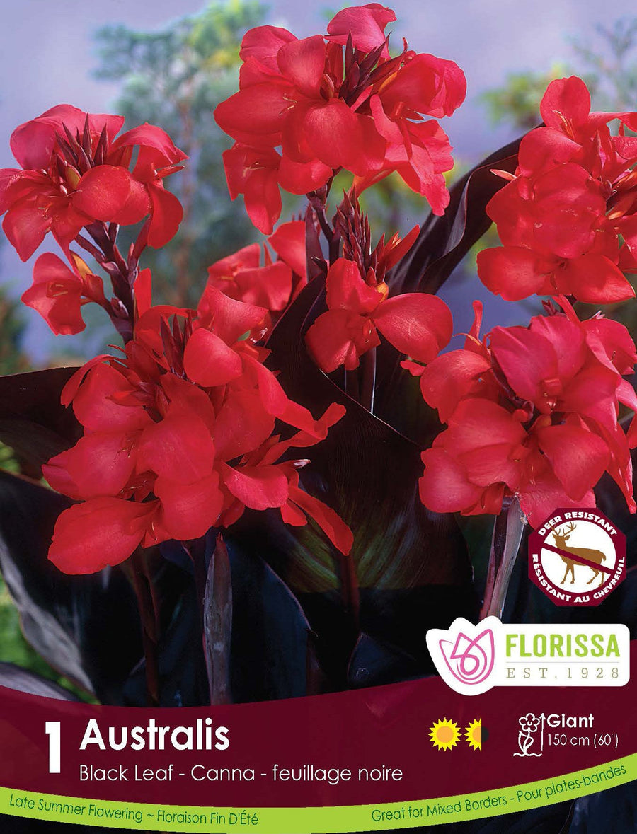 Canna, Black Leaf - Australis