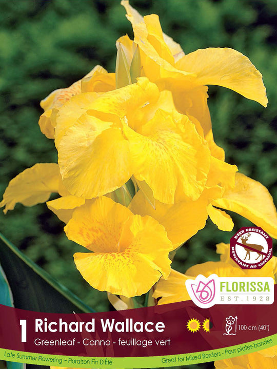 Canna, Greenleaf - Richard Wallace
