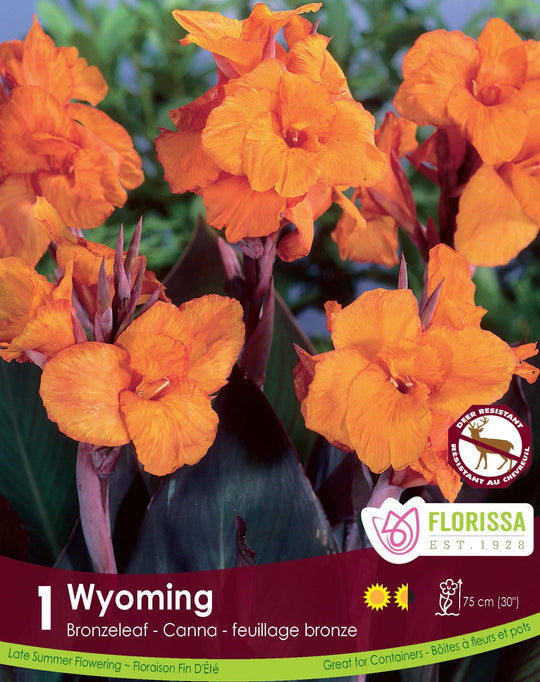 Canna, Bronzeleaf - Wyoming