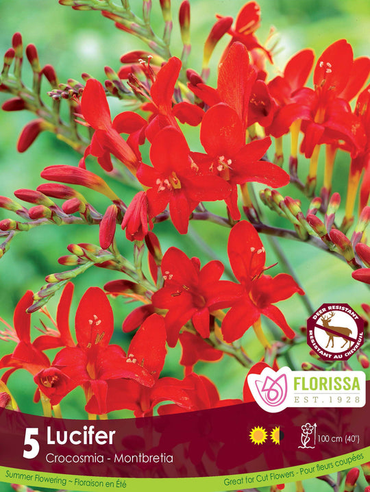 Crocosmia - Lucifer, 5 Pack