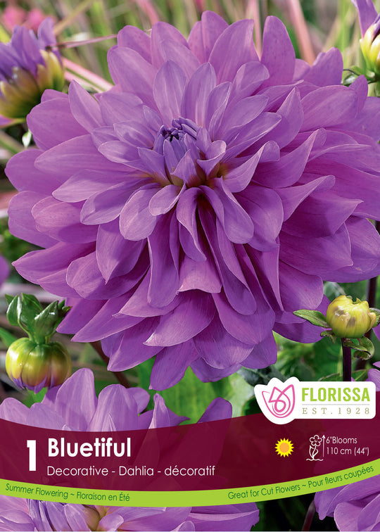 Dahlia - Bluetiful