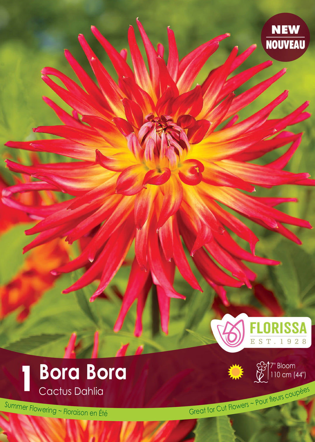 Dahlia - Bora Bora, 1 Pack