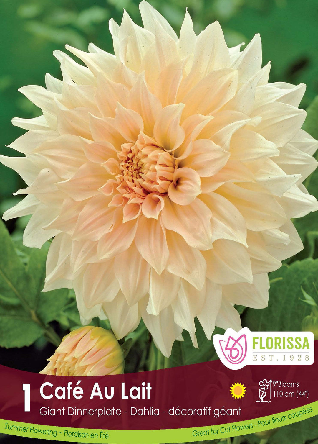 Dahlia - Café Au Lait