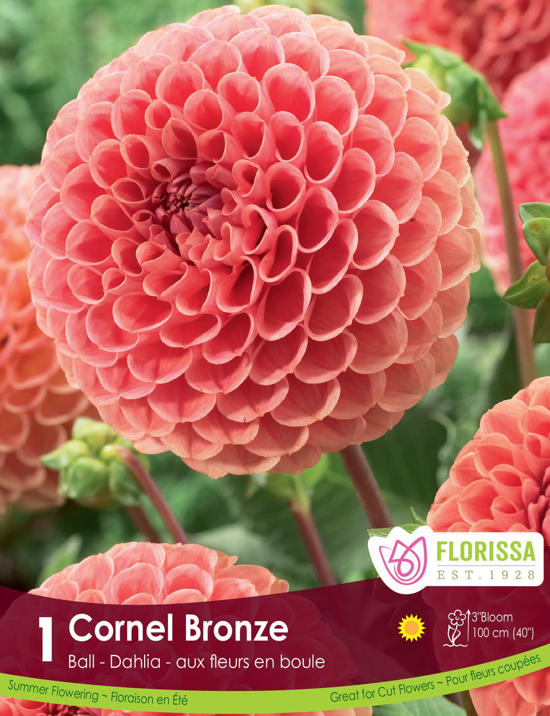 Dahlia - Cornel Bronze
