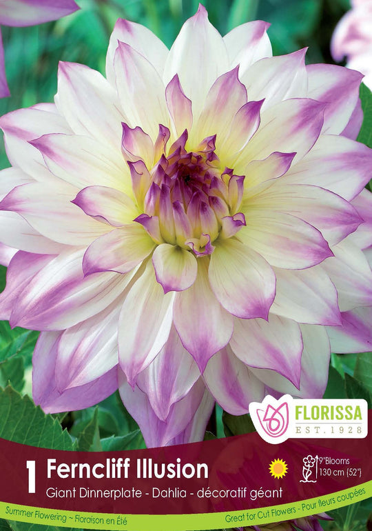 Dahlia - Ferncliff Illusion