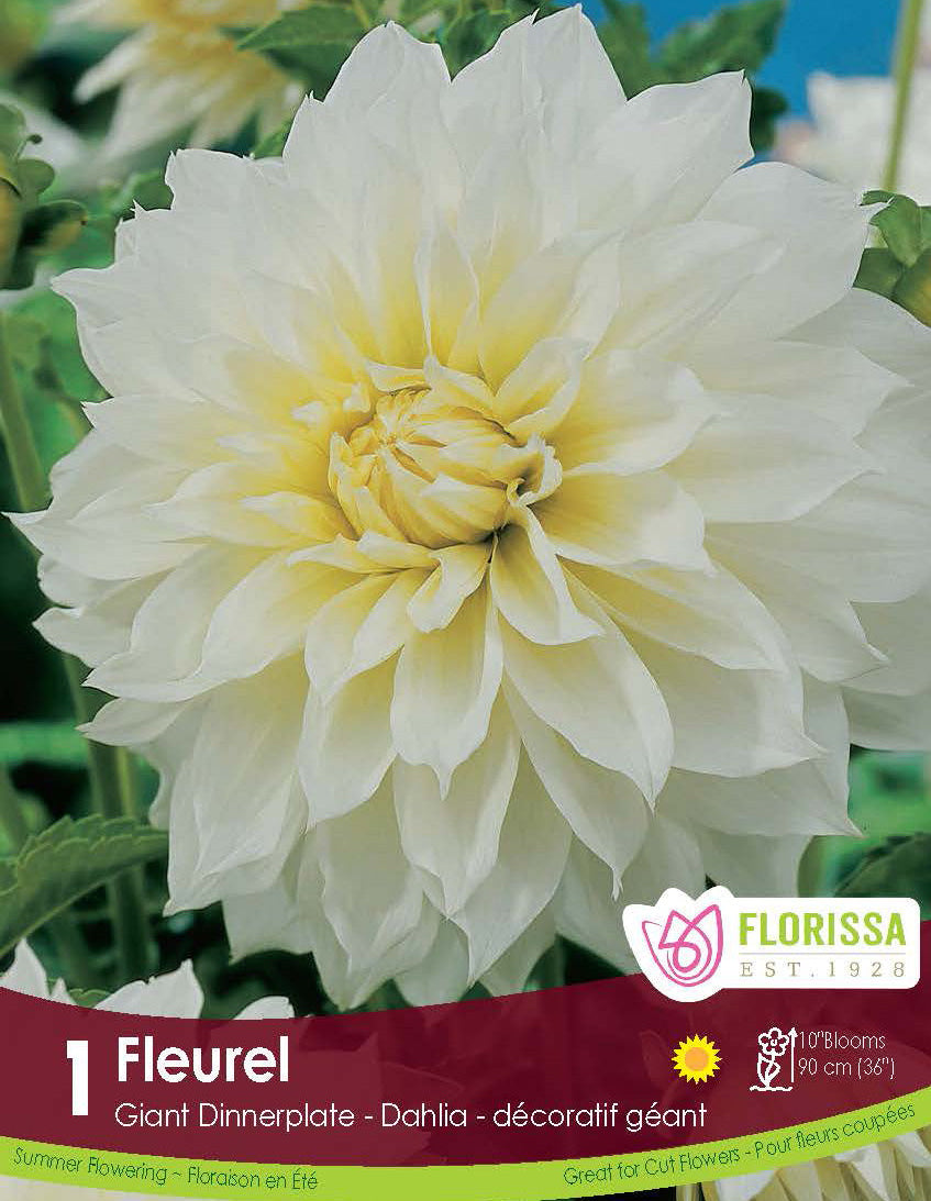 Dahlia - Fleurel