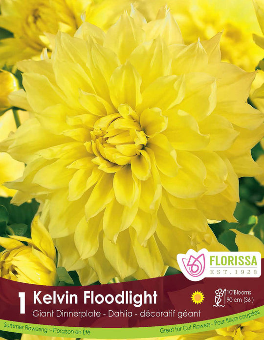 Dahlia - Kelvin Floodlight