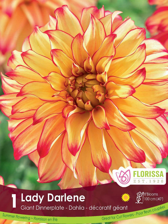 Dahlia - Lady Darlene