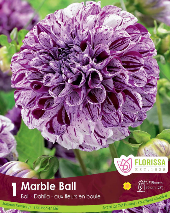 Dahlia - Marble Ball